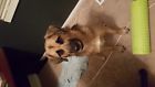 Dx-400 Realistic Fm Radio Excellent